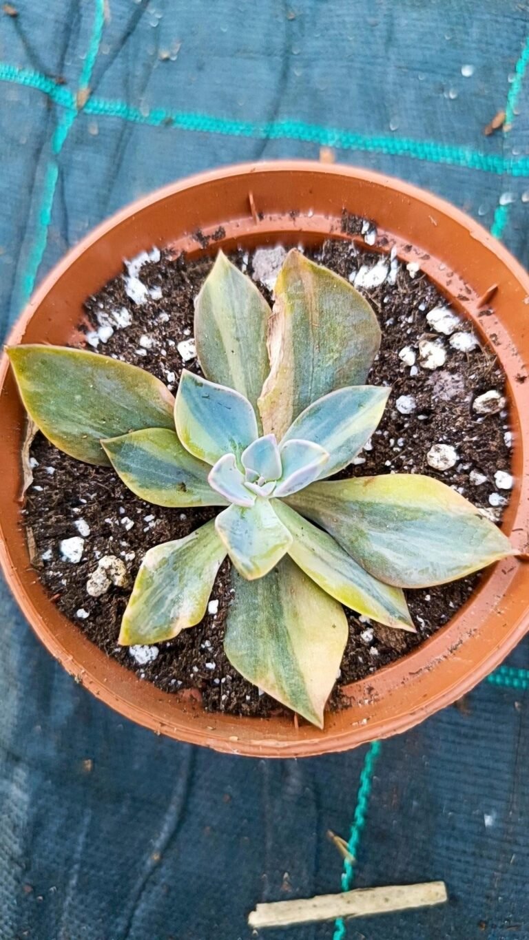 Siracactus-Succulente-Graptoveria-Douglas-huth-Variegata-korean.jpg