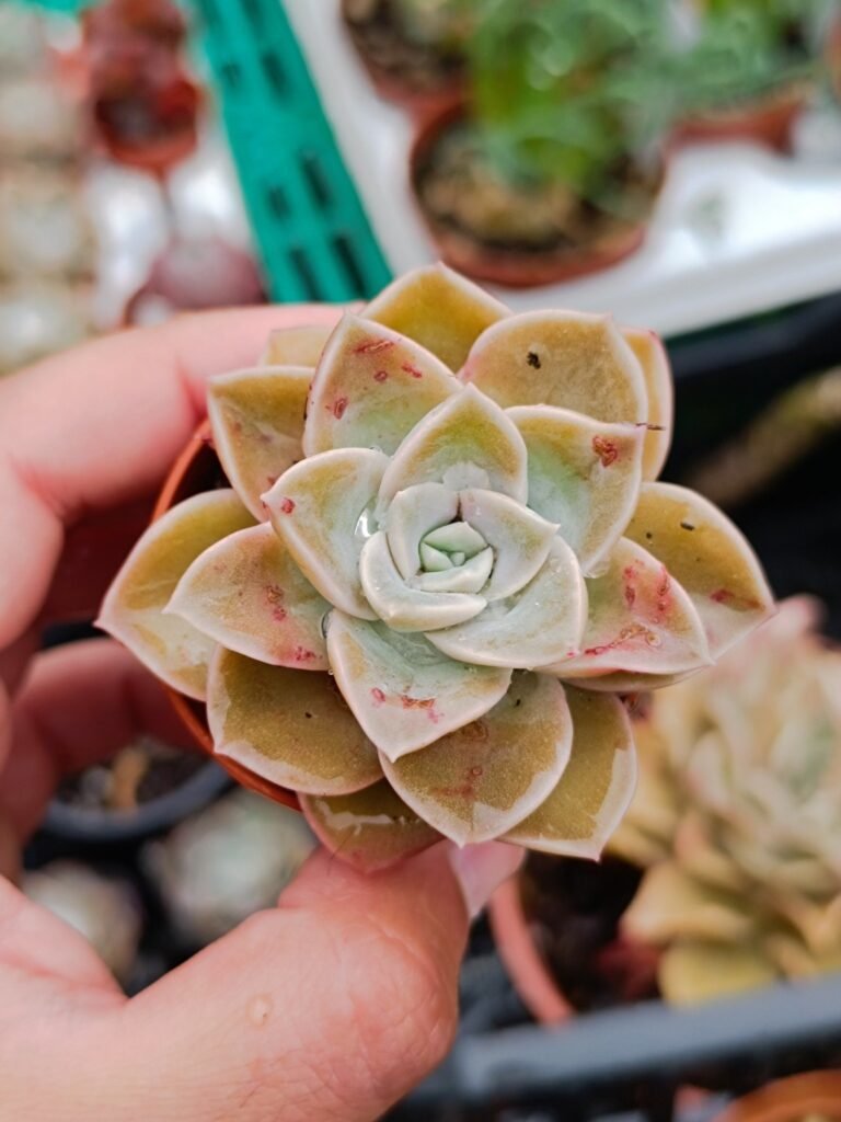 Siracactus-Succulente-Graptoveria-Harry-Watson.jpg