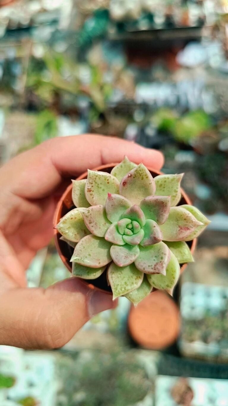 Siracactus-Succulente-Graptoveria-Melody-4-1.jpg