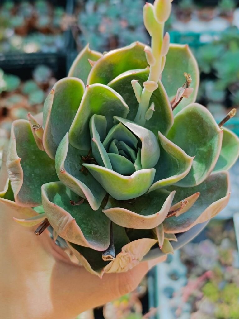 Siracactus-Succulente-Graptoveria-Mulan.jpg
