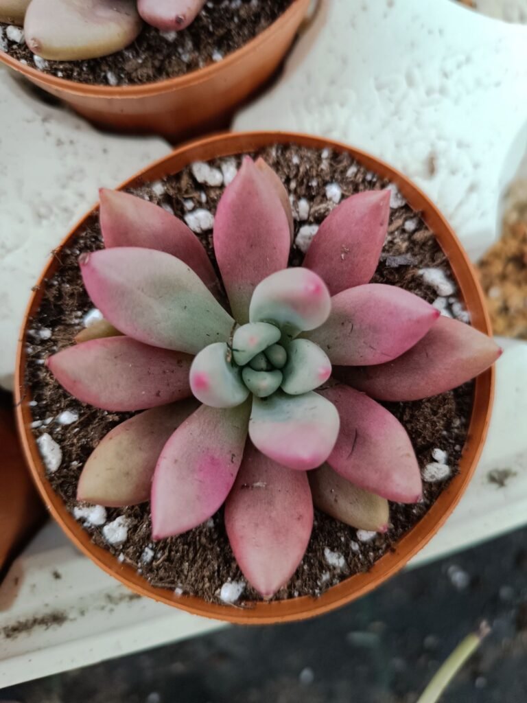 Siracactus-Succulente-Graptoveria-Pink-donna-5.jpg