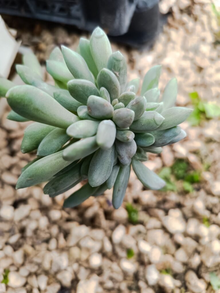 Siracactus-Succulente-Graptoveria-SP-crestata.jpg