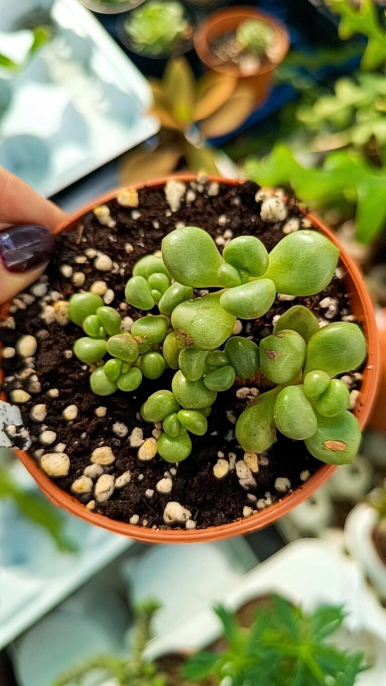Siracactus-Succulente-Graptoveria-avant-garde-korean.jpg
