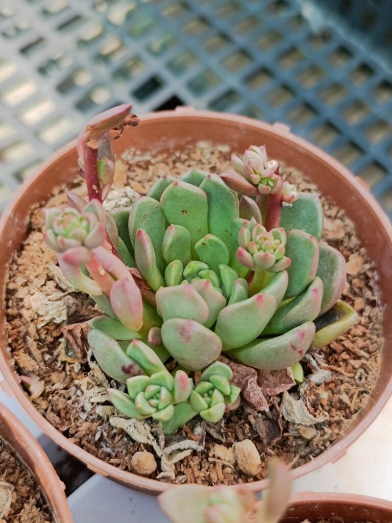 Siracactus-Succulente-Graptoveria-bashful-1-1.jpg