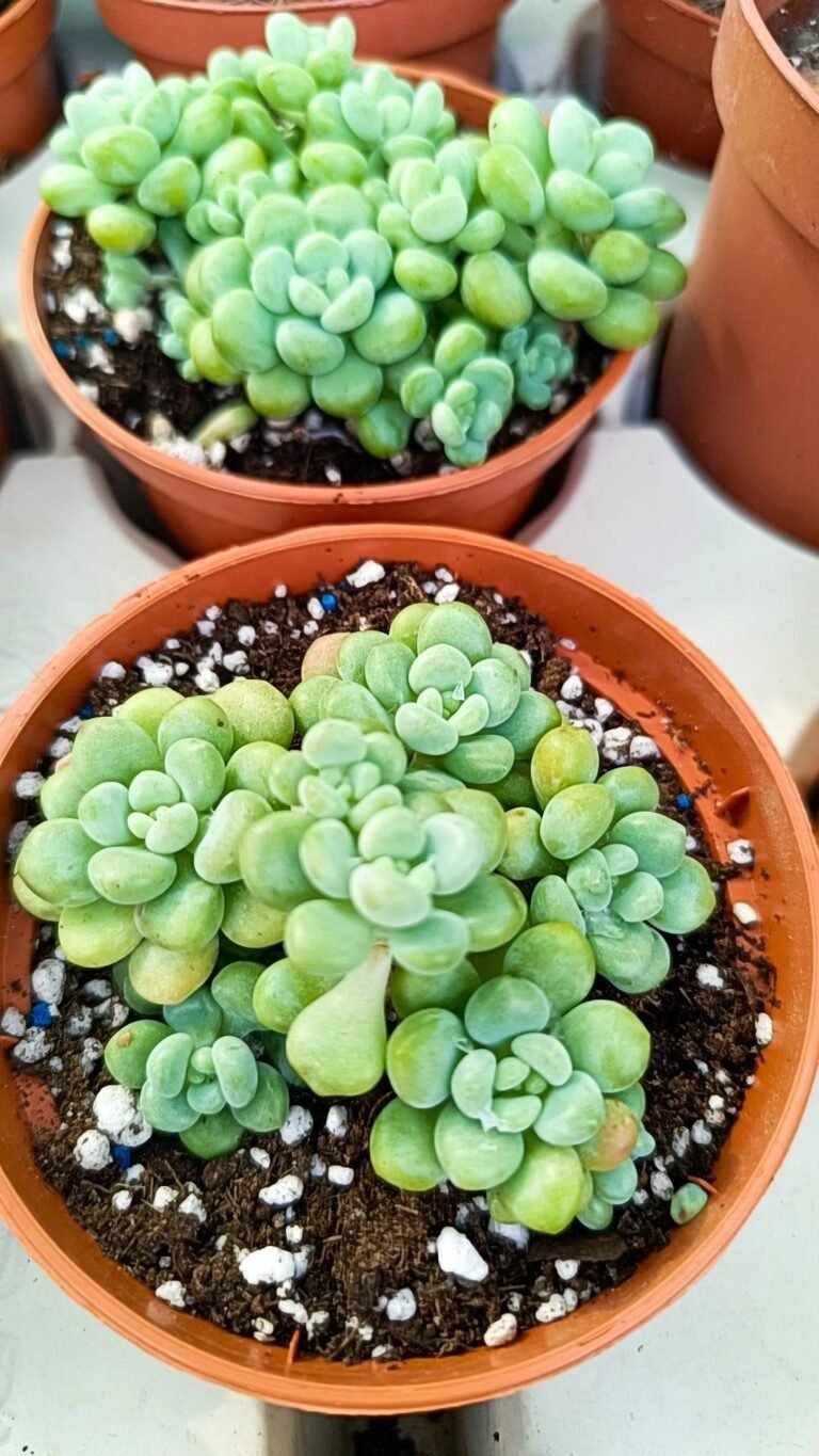 Siracactus-Succulente-Graptoveria-dafhne-korean-2.jpg