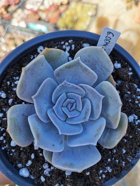 Siracactus-Succulente-Graptoveria-demie-lune.jpg