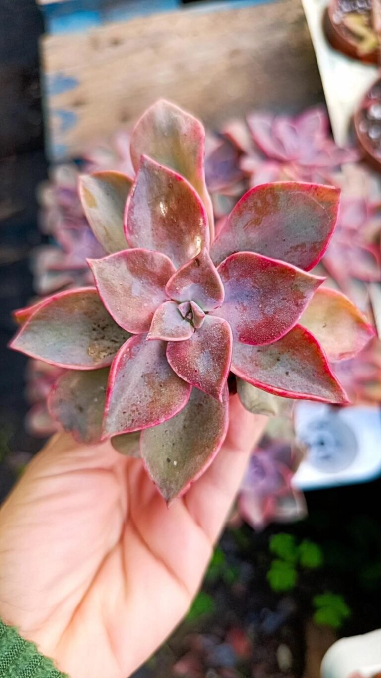 Siracactus-Succulente-Graptoveria-douglas-huth.jpg