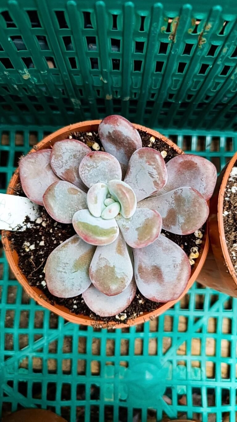 Siracactus-Succulente-Graptoveria-lala-korean.jpg