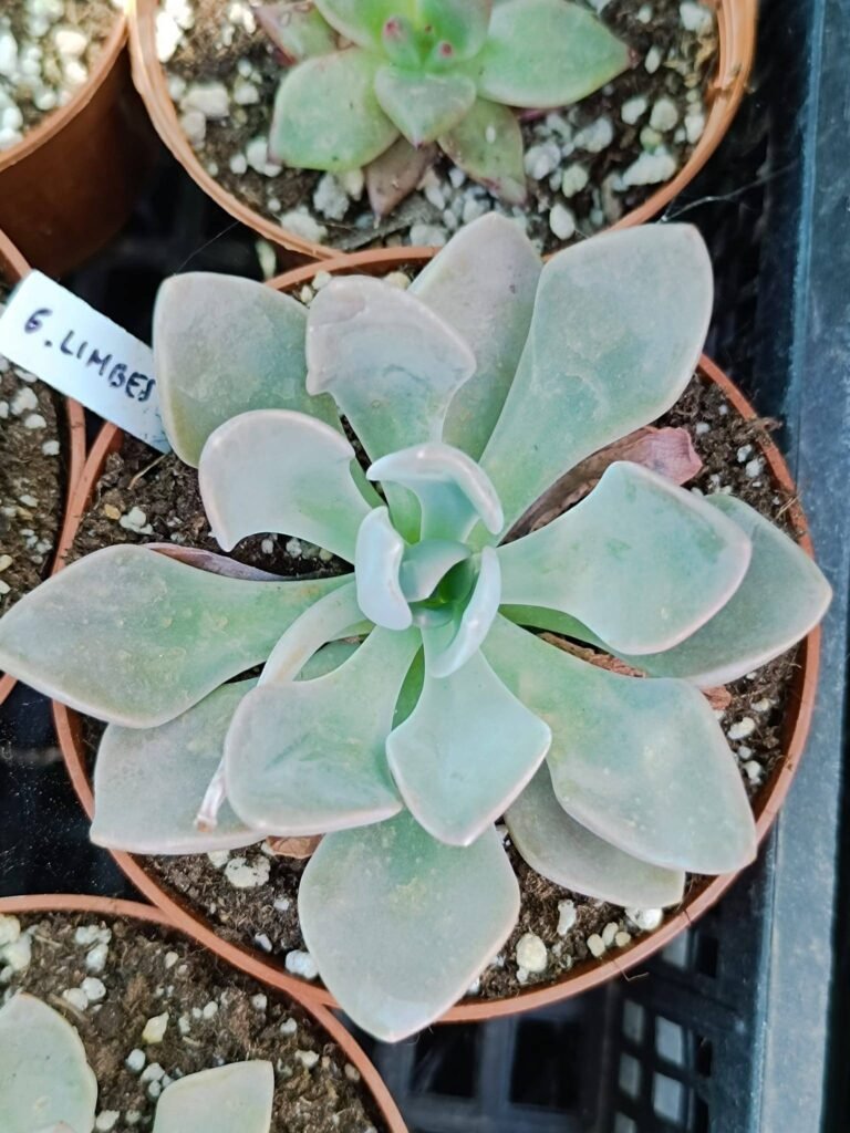 Siracactus-Succulente-Graptoveria-limbes.jpg