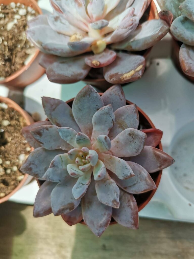 Siracactus-Succulente-Graptoveria-lulu-1.jpg