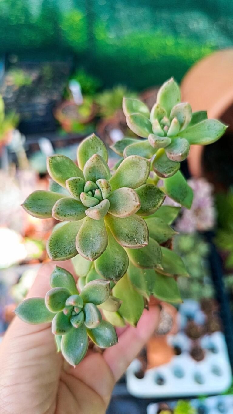 Siracactus-Succulente-Graptoveria-melody-cluster.jpg