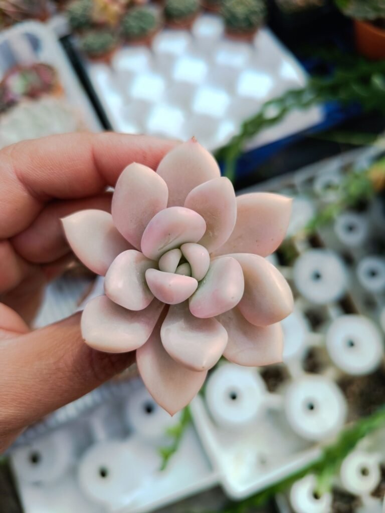 Siracactus-Succulente-Graptoveria-opalina-variagata-korean.jpg