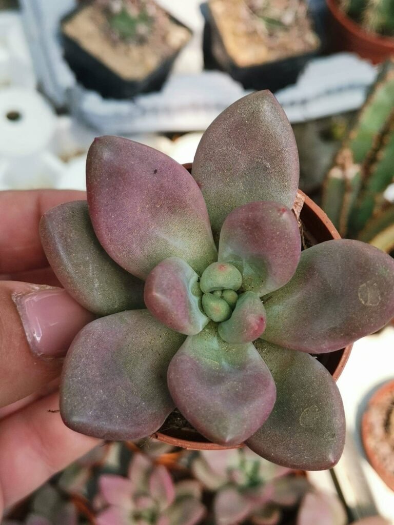 Siracactus-Succulente-Graptoveria-pink-donna-1.jpg