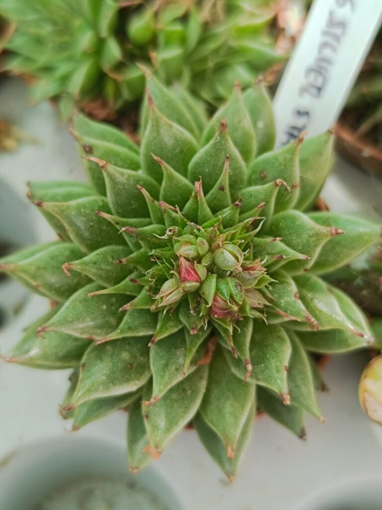 Siracactus-Succulente-Graptoveria-silver-star.jpg