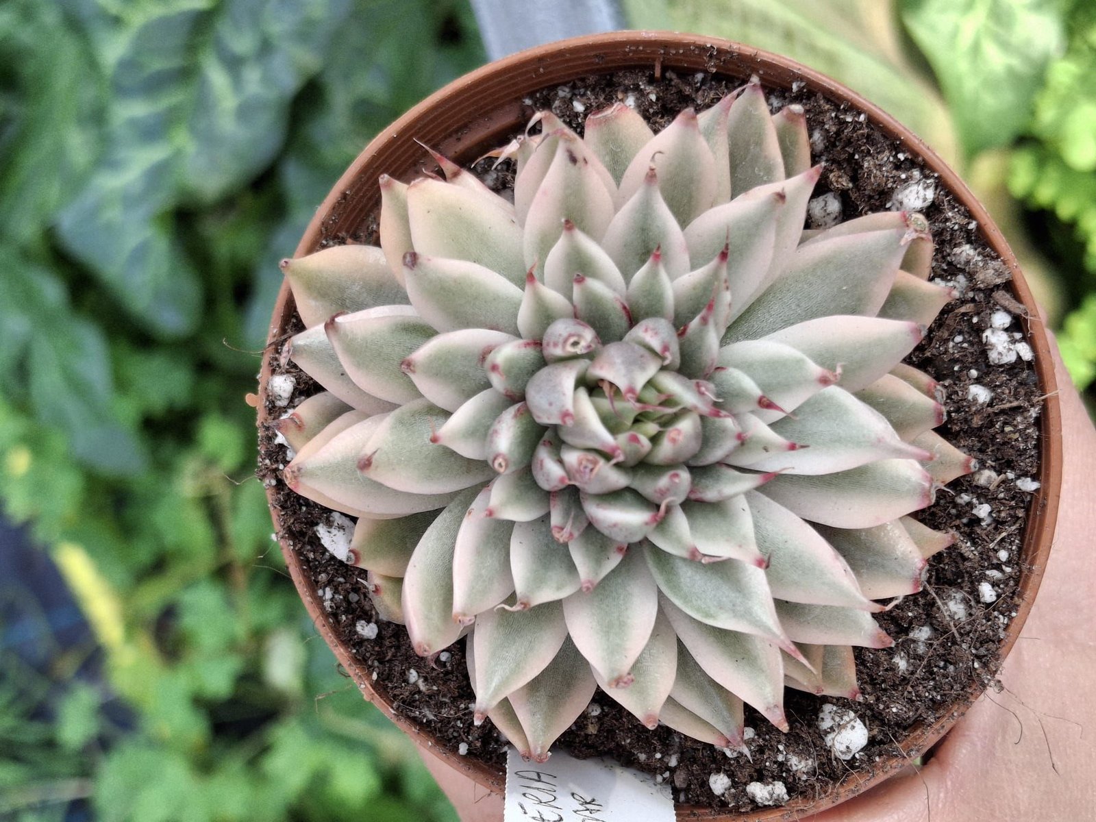 Siracactus-Succulente-Graptoveria-silver-star-variegata-korean.jpg