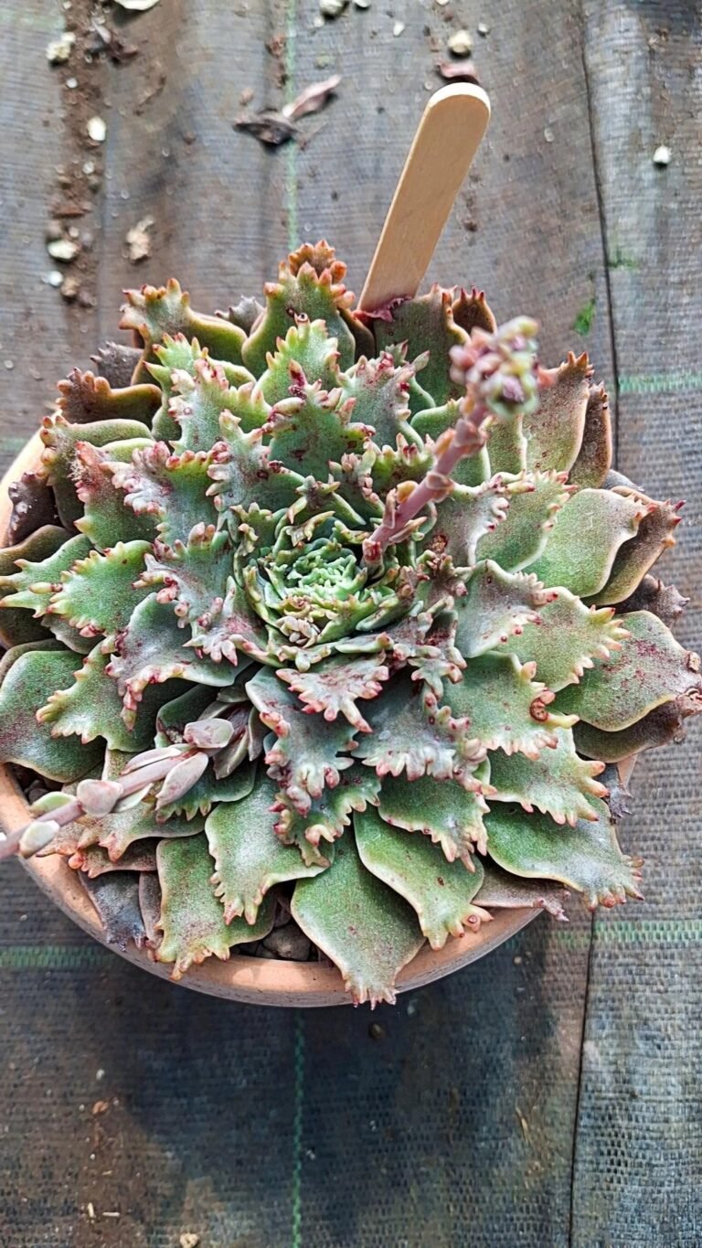 Siracactus-Succulente-Graptoveria-starfire-2.jpg