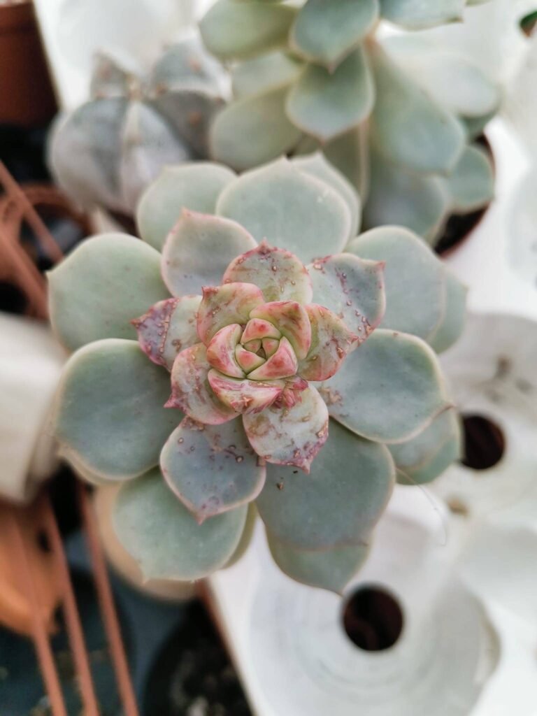 Siracactus-Succulente-Graptoveria-titubans-1.jpg