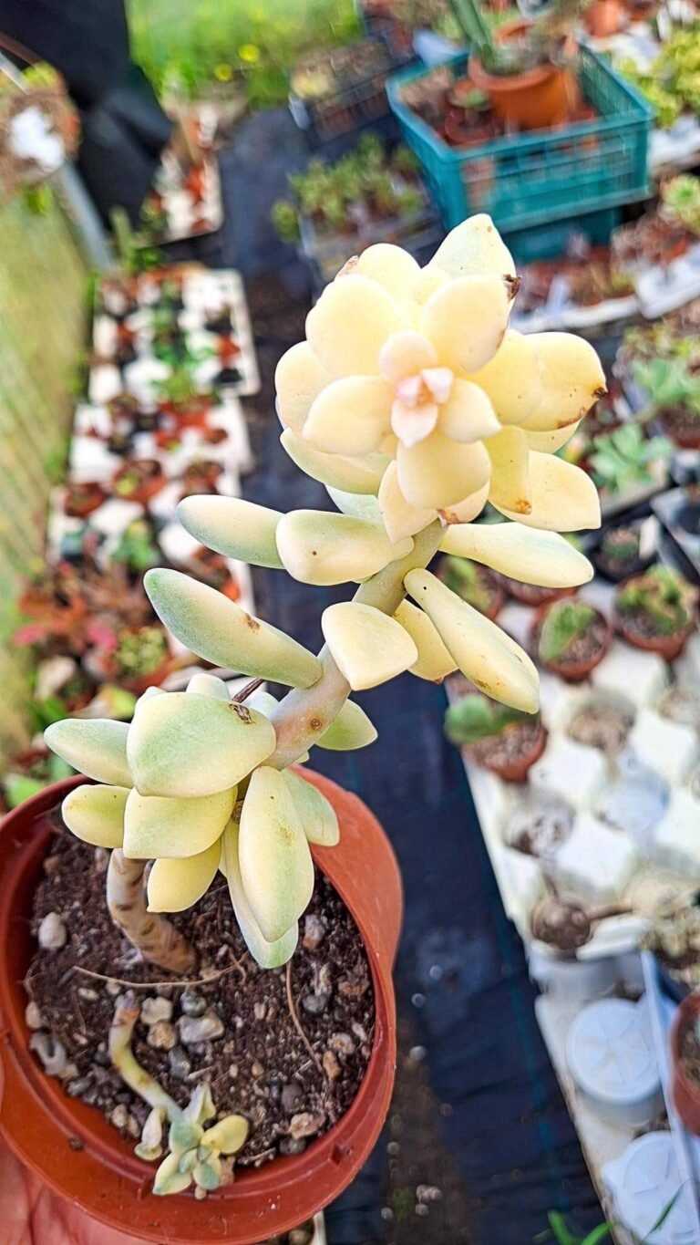 Siracactus-Succulente-Graptoveria-titubans-Variegata-1.jpg
