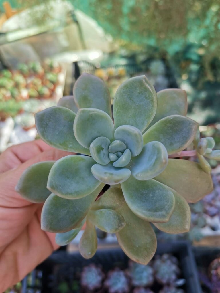 Siracactus-Succulente-Graptoveria-titubans-x-pachyphytum-oviferum-2.jpg