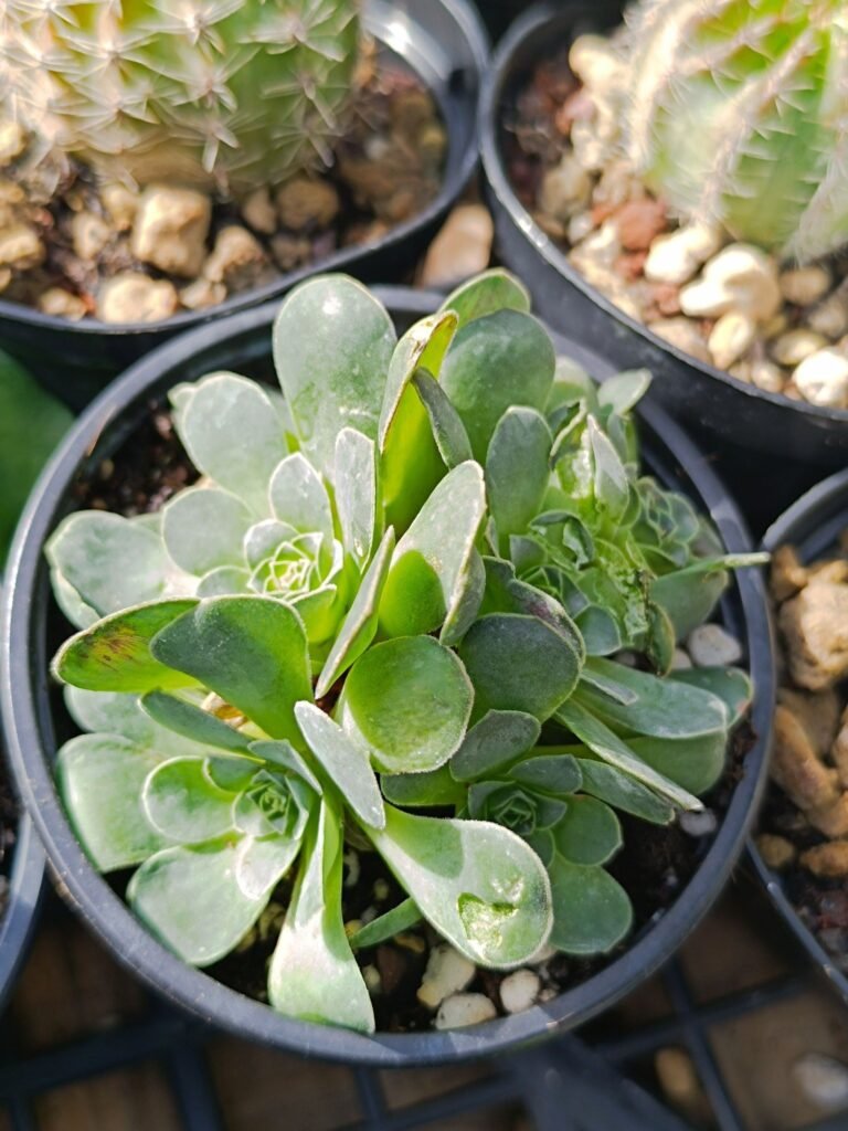 Siracactus-Succulente-Greenovia-aizoon.jpg