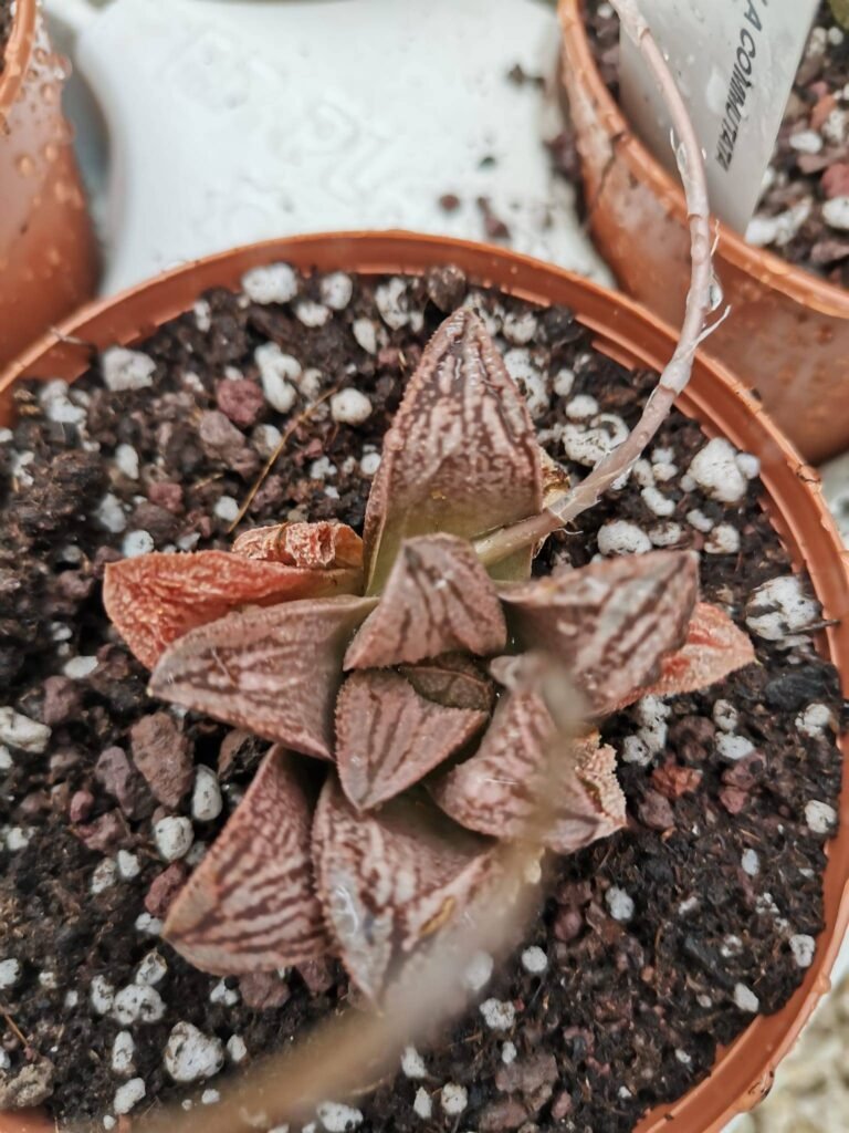 Siracactus-Succulente-HAWORTHIA-Hakuja-White-Snake.jpg