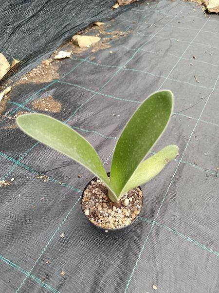 Siracactus-Succulente-Haemanthus-albiflorus.jpg