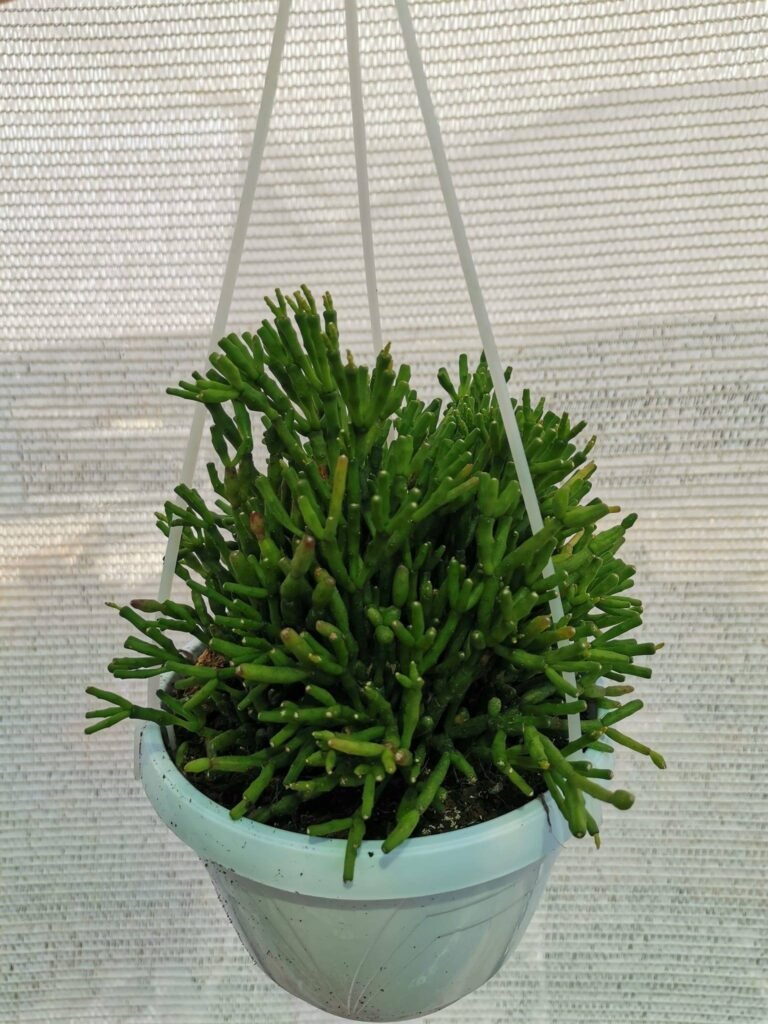 Siracactus-Succulente-Hatiora-salicornioides-1.jpg