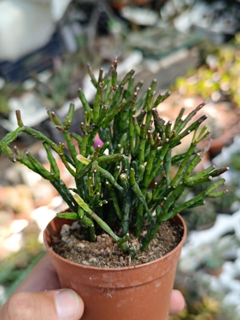 Siracactus-Succulente-Hatiora-salicornioides-4.jpg