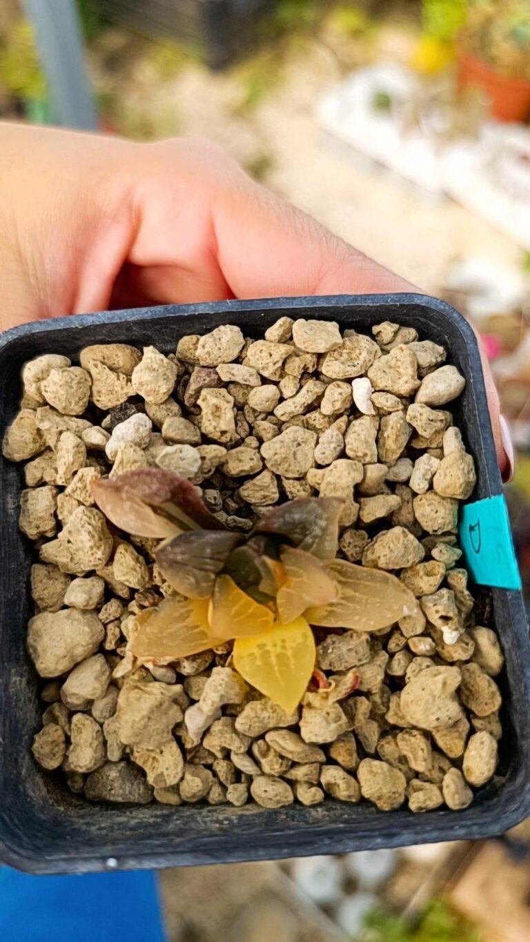 Siracactus-Succulente-Haworthia-Golden-rose-mutica-Variegata.jpg