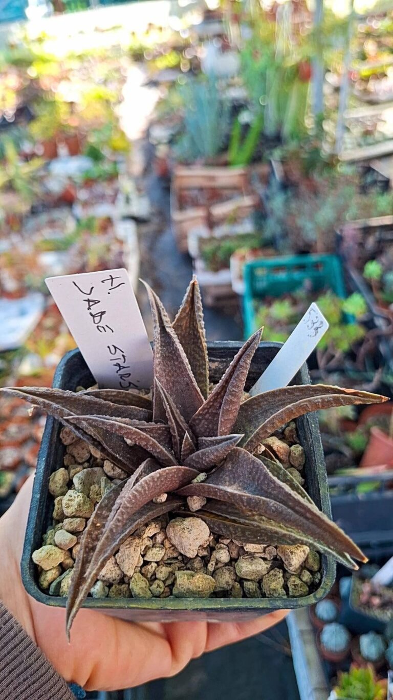 Siracactus-Succulente-Haworthia-Jade-star.jpg