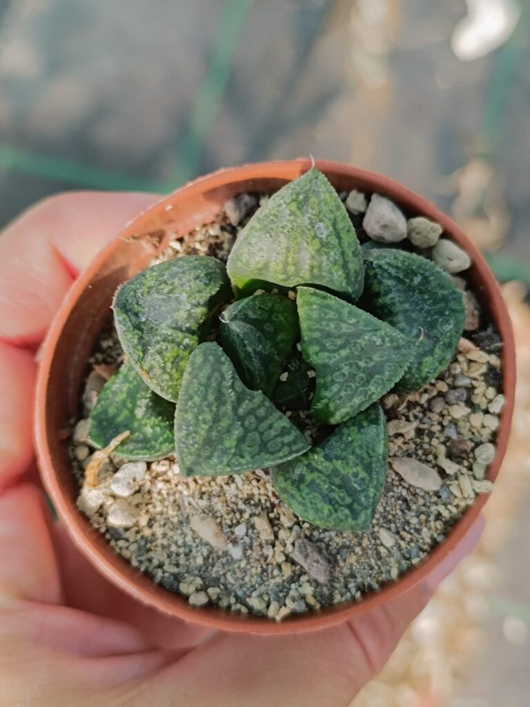 Siracactus-Succulente-Haworthia-Kamen-butokai.jpg