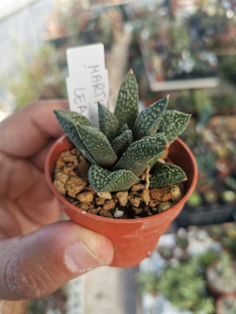 Siracactus-Succulente-Haworthia-Martian-leaves-2.jpg