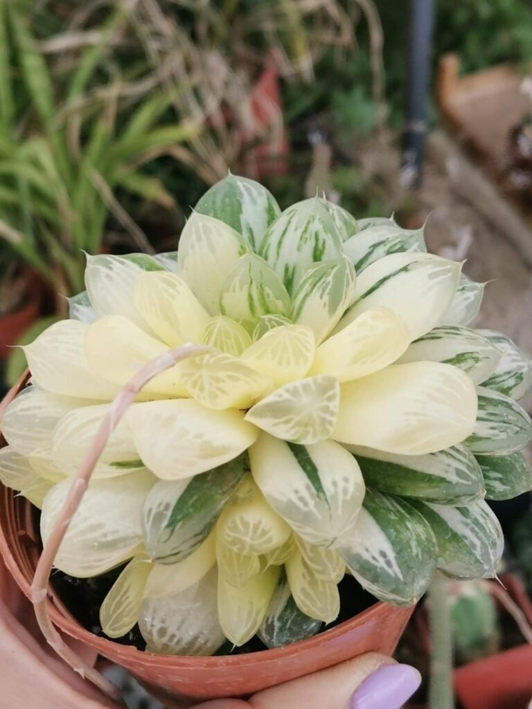 Siracactus-Succulente-Haworthia-Obtusa-suzhou-ougon-variegata.jpg