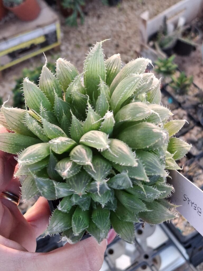 Siracactus-Succulente-Haworthia-Polar-bears-accestita.jpg