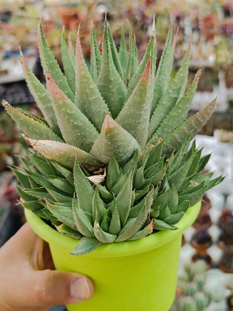 Siracactus-Succulente-Haworthia-Savannah-accestita-1.jpg