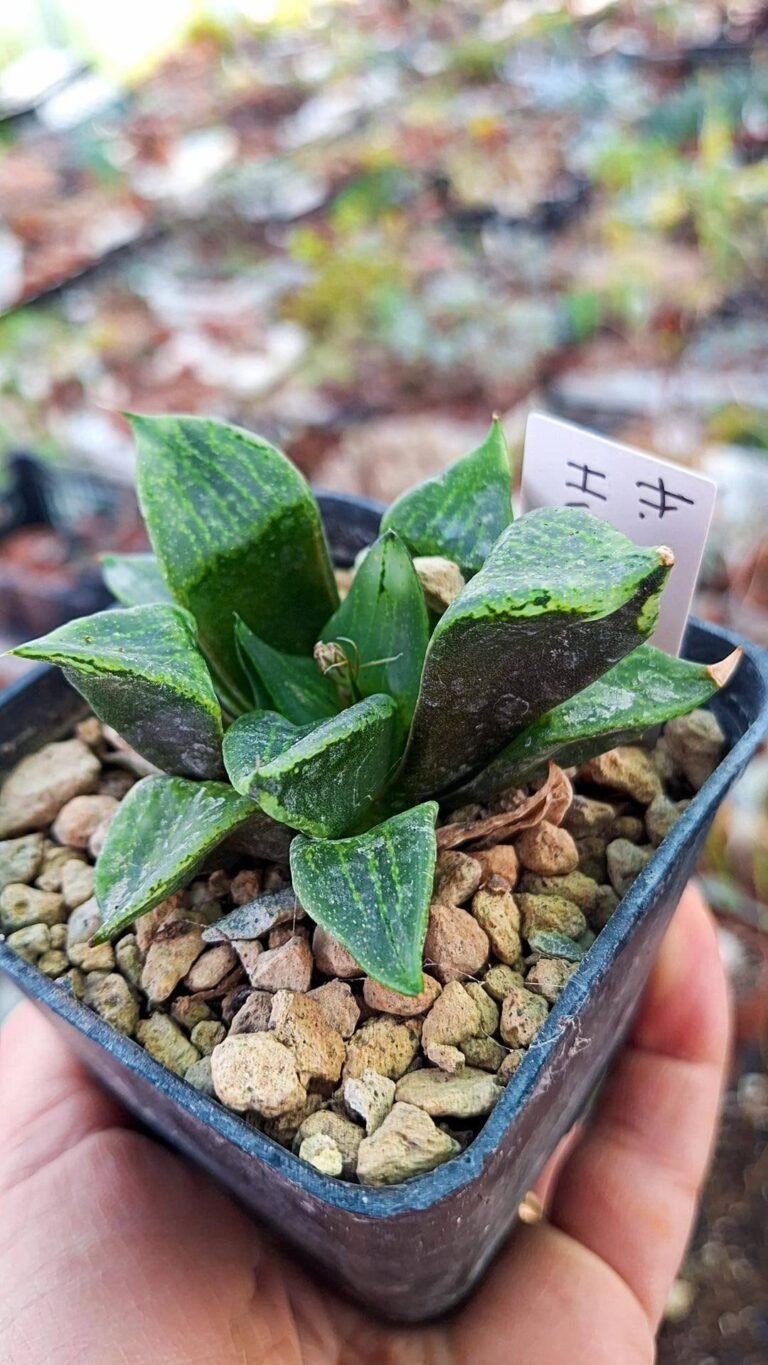Siracactus-Succulente-Haworthia-Urahannya-mutant.jpg