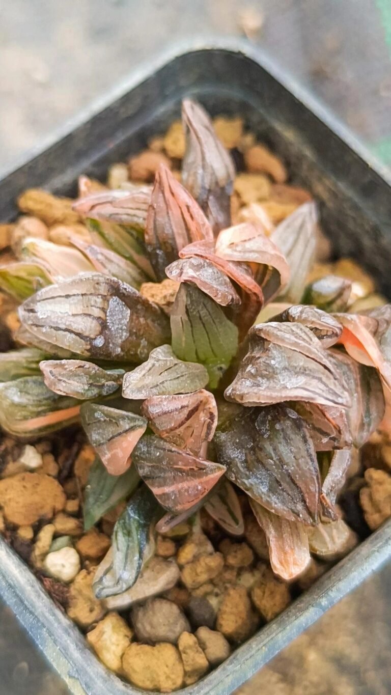 Siracactus-Succulente-Haworthia-atrofusca-mutant-watermelon-variegata.jpg