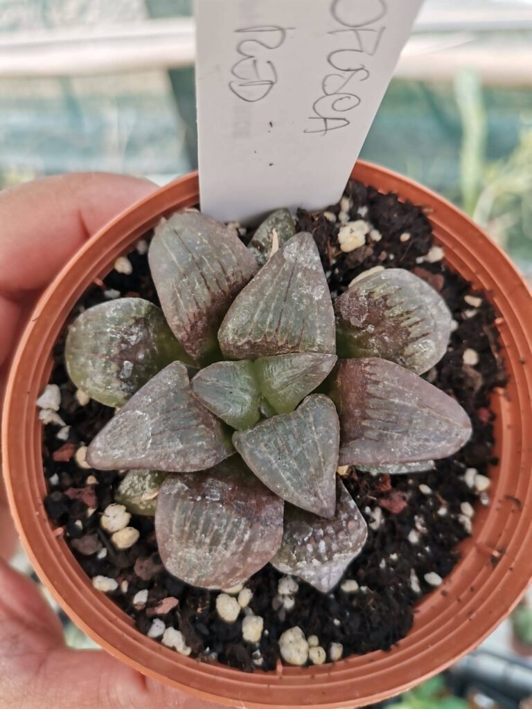 Siracactus-Succulente-Haworthia-atrofusca-red.jpg