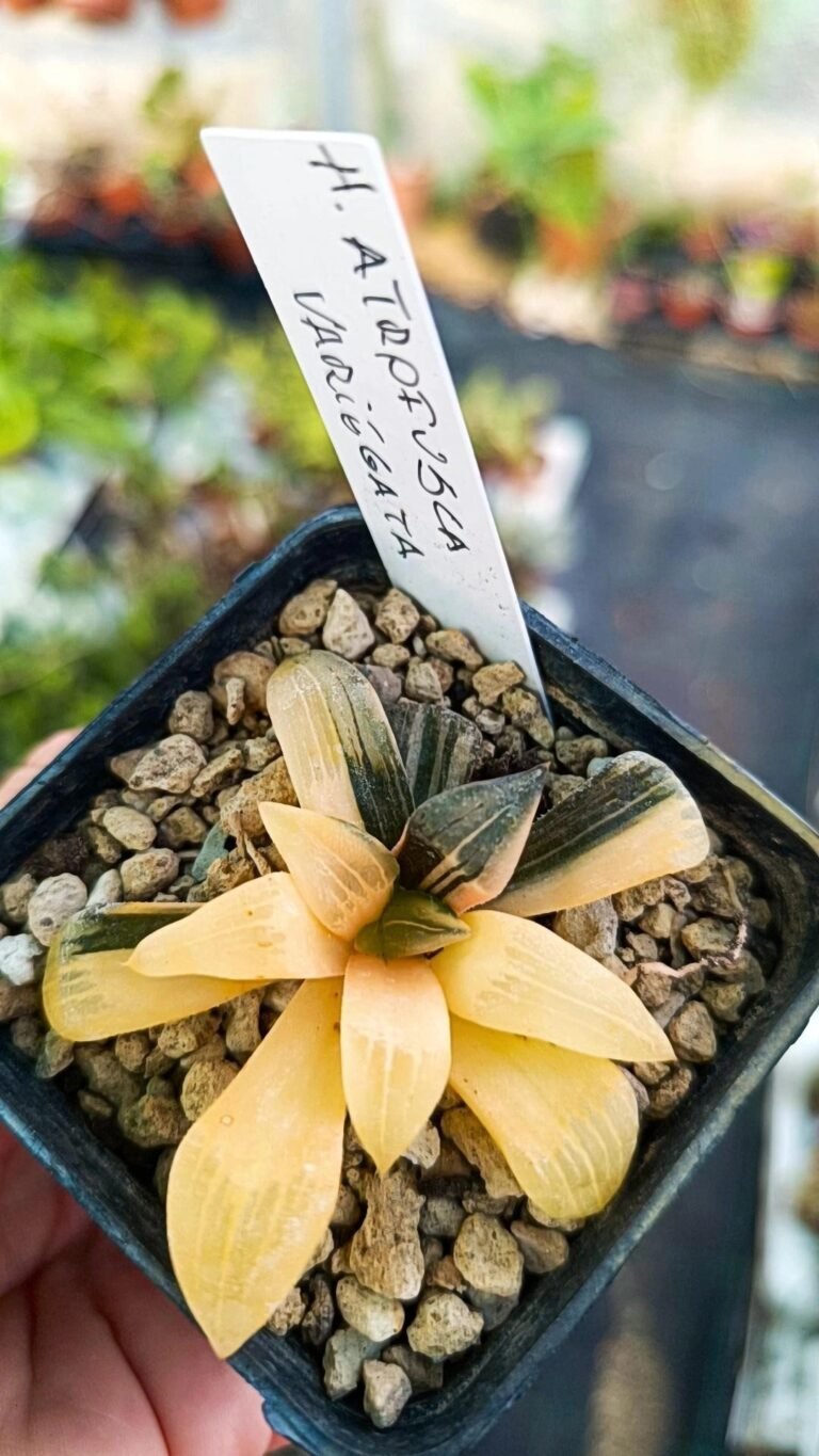 Siracactus-Succulente-Haworthia-atrofusca-variegata-1.jpg