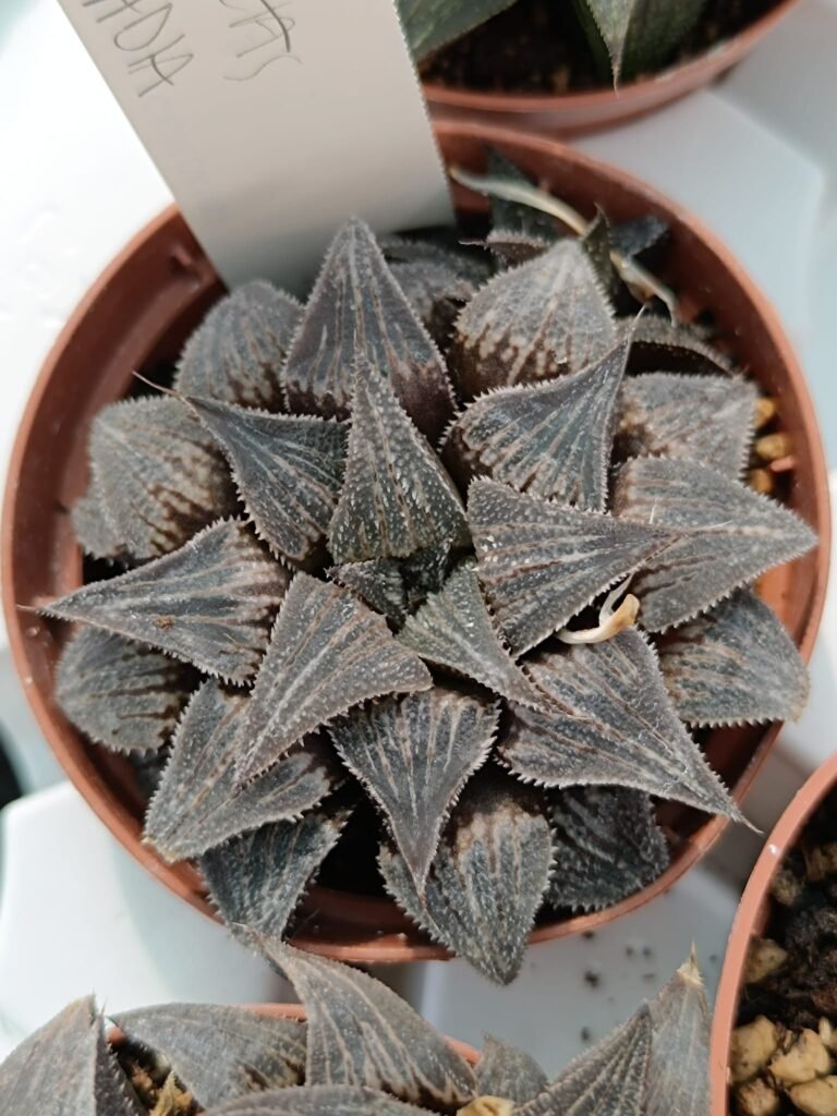Siracactus-Succulente-Haworthia-badia.jpg