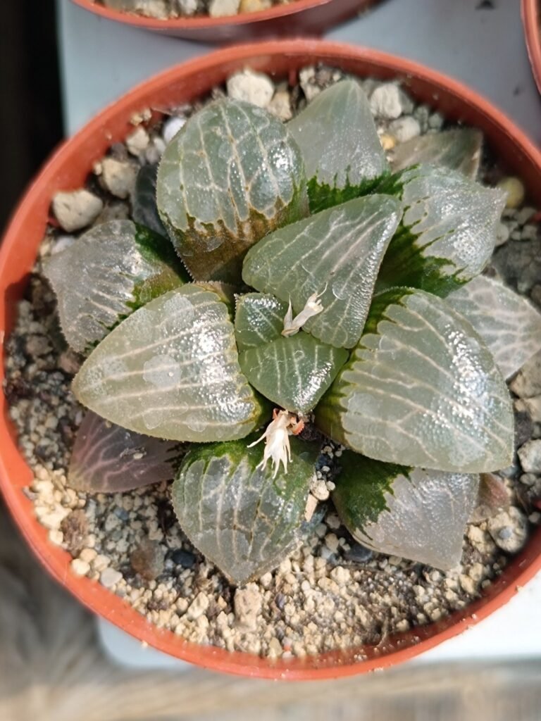 Siracactus-Succulente-Haworthia-bayeri-x-aboukyuu.jpg