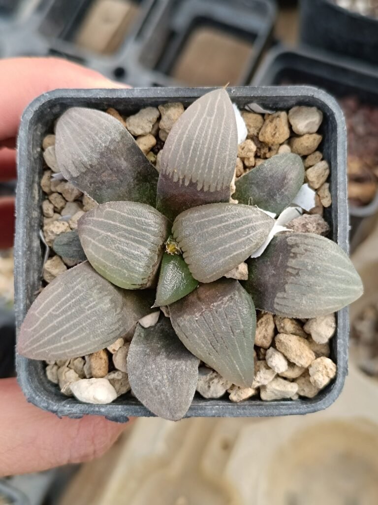 Siracactus-Succulente-Haworthia-circuit-board.jpg