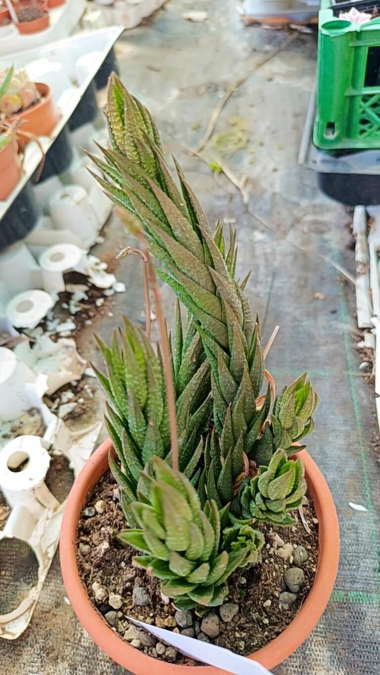 Siracactus-Succulente-Haworthia-coarctata-v-tenuis.jpg