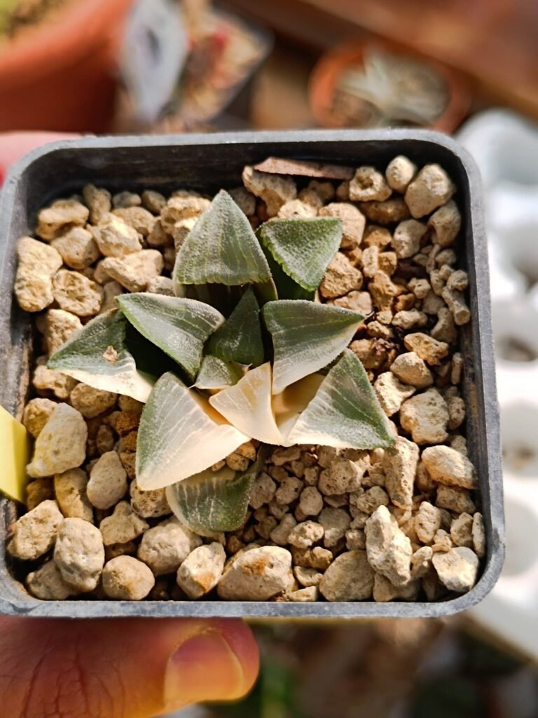 Siracactus-Succulente-Haworthia-comptoniana-palace-variegata-2.jpg
