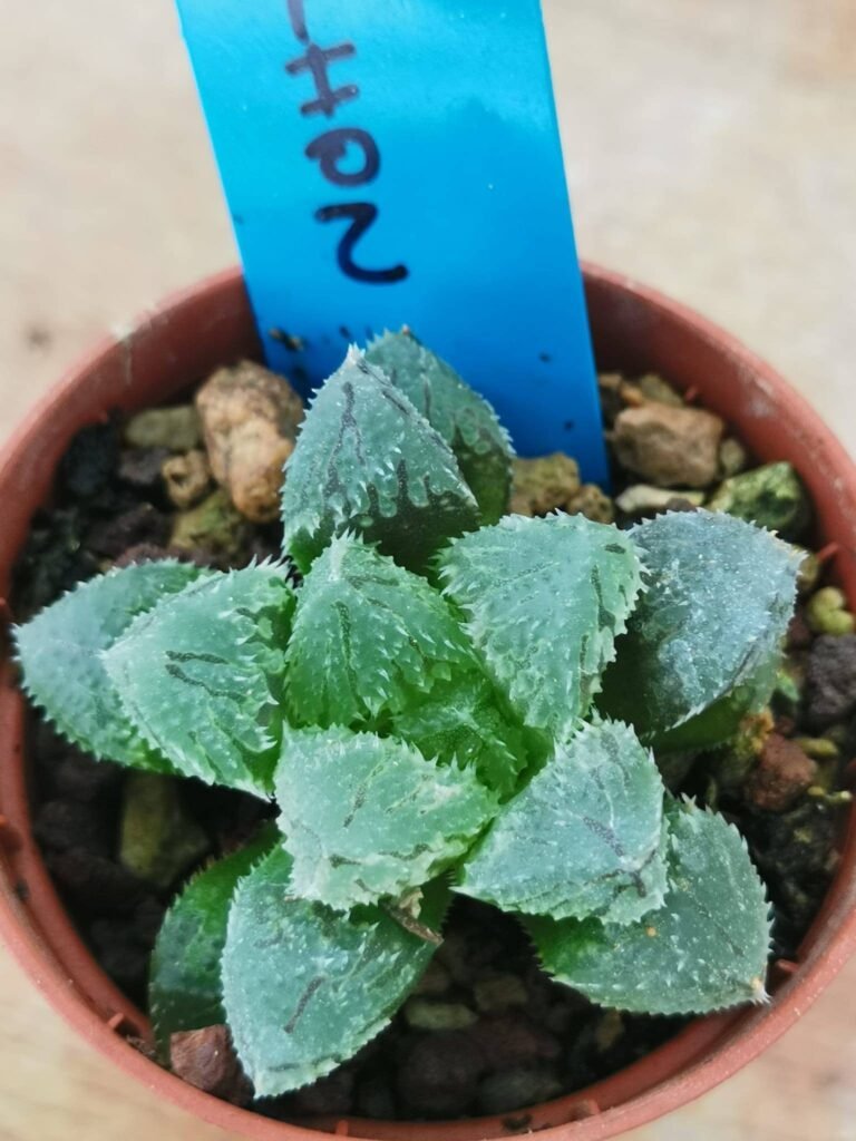 Siracactus-Succulente-Haworthia-cooperi-cv-magic-thorn.jpg