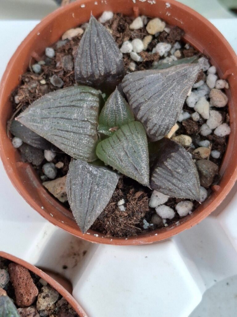 Siracactus-Succulente-Haworthia-correcta.jpg