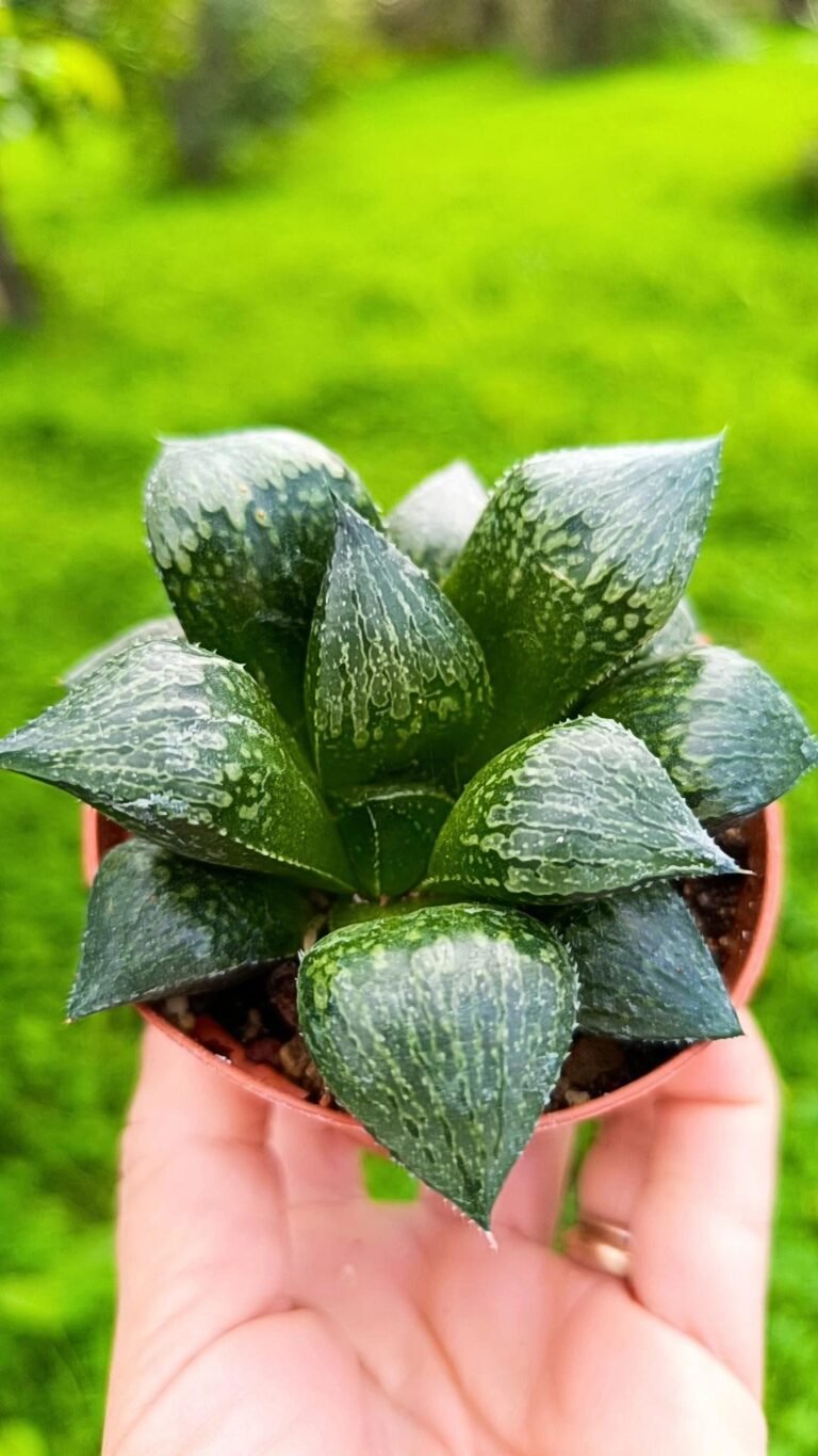 Siracactus-Succulente-Haworthia-correcta-Hybrid-1.jpg