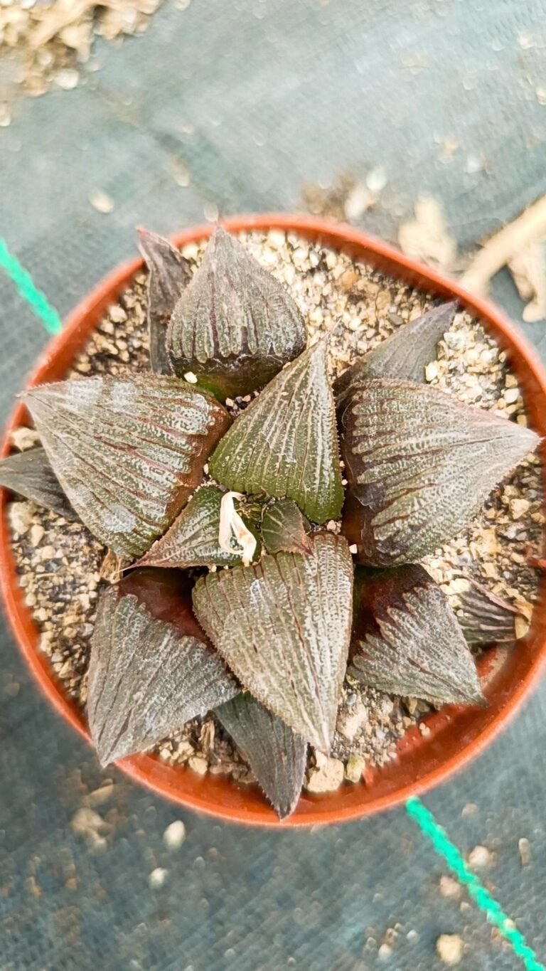 Siracactus-Succulente-Haworthia-correcta-Hybrid.jpg