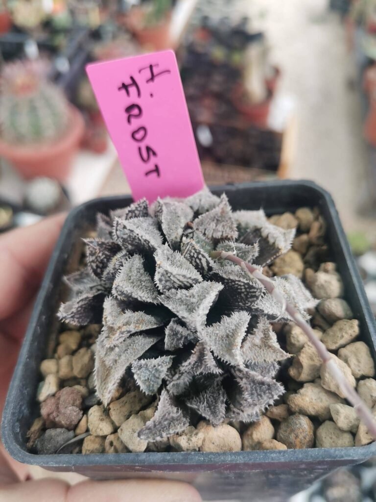 Siracactus-Succulente-Haworthia-cv-frost-japan-hybrid.jpg