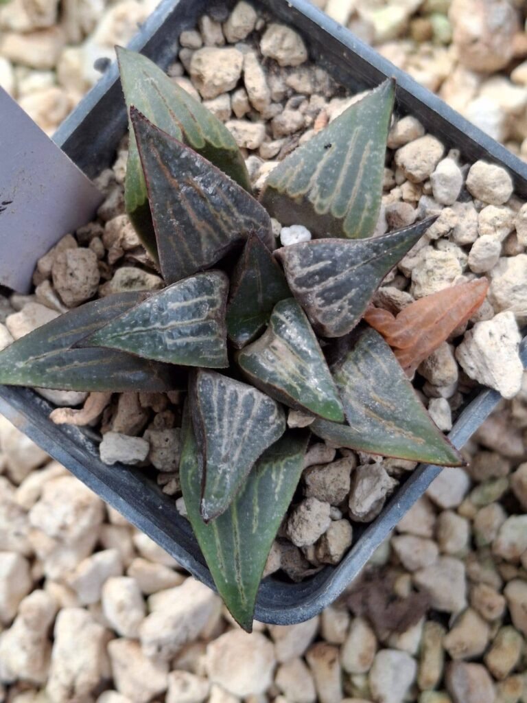 Siracactus-Succulente-Haworthia-cv-jade-face-3.jpg